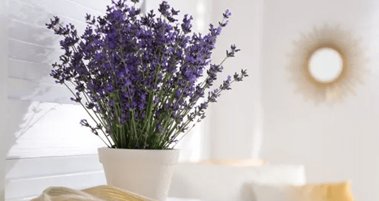 livspace chandigarh