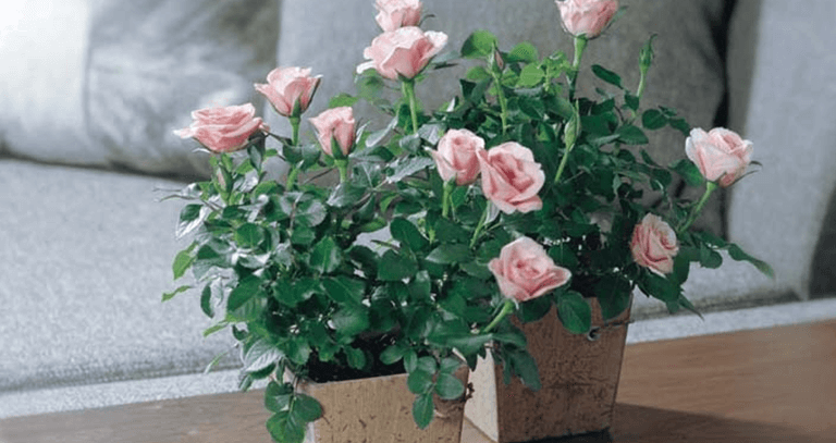 best interior designer in chandigarh
