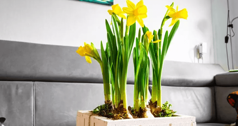best interior designers in chandigarh