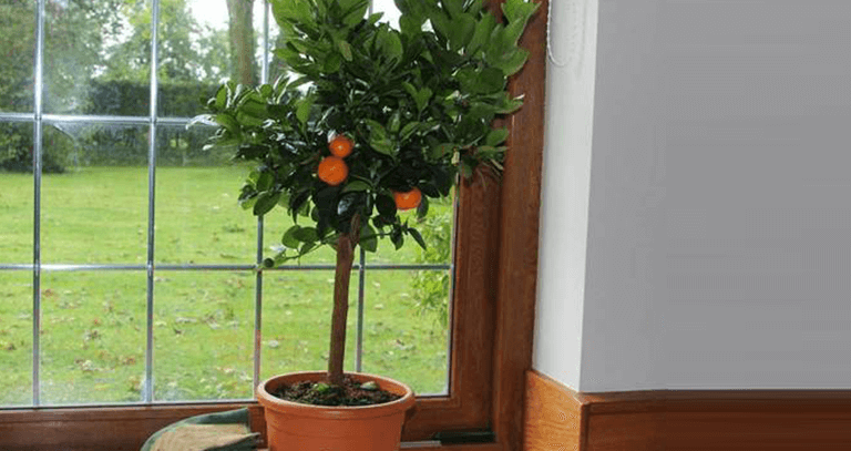 interior decorators in chandigarh