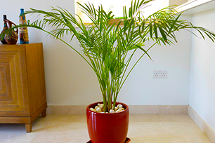 interior designer chandigarh
